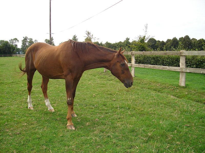 Le Roi Fainéant au Haras de Gruchy
