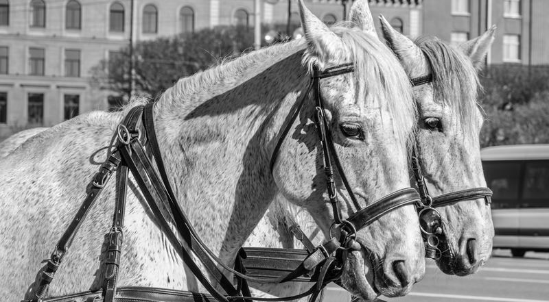Deux beaux chevaux au 19ème siècle : Début des courses hippiques