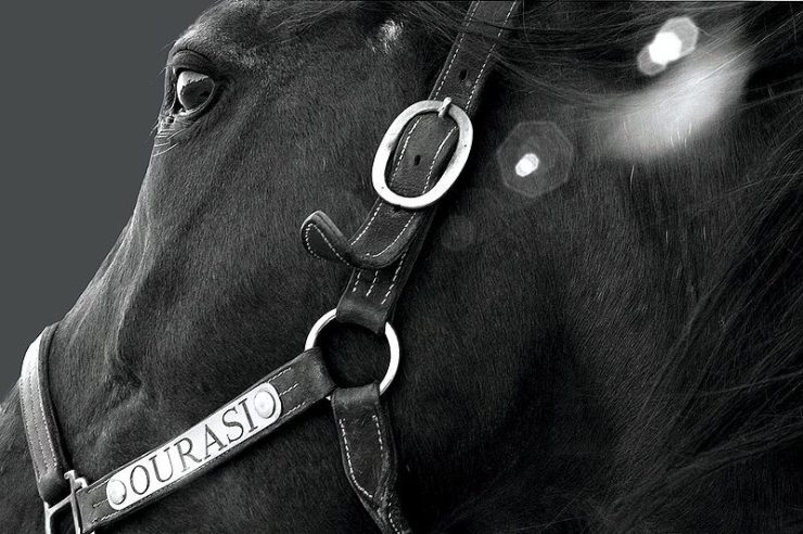 Ourasi, le Roi Fainéant