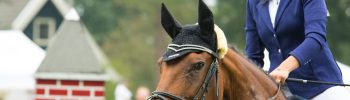 PMU Malins site hippique incontournable