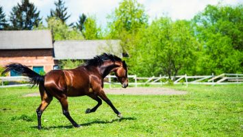 barturf