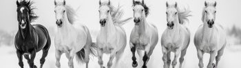 une sélection gratuite de 6 chevaux