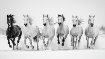 une sélection gratuite de 6 chevaux