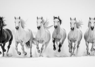 une sélection gratuite de 6 chevaux