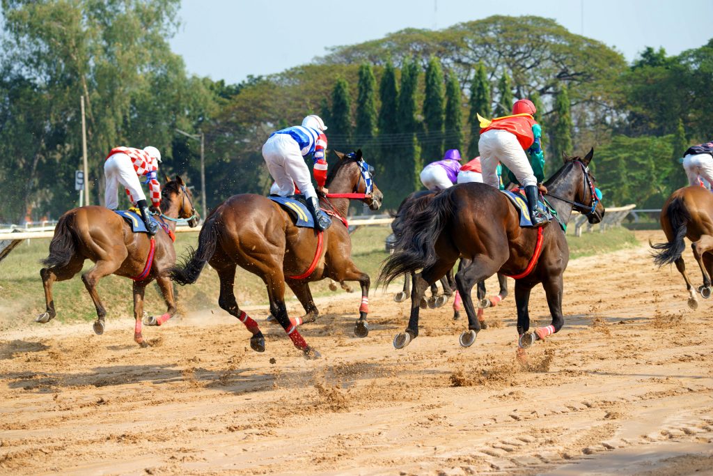 Chevaux de course pour le tiercé