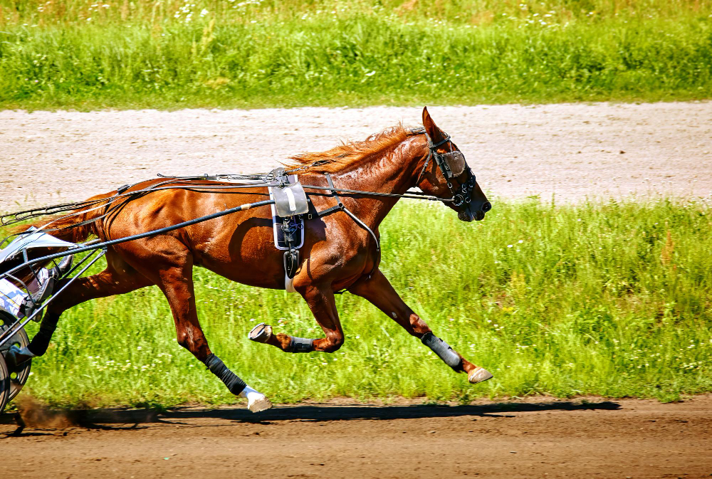 Trot archives Quinté 2011
