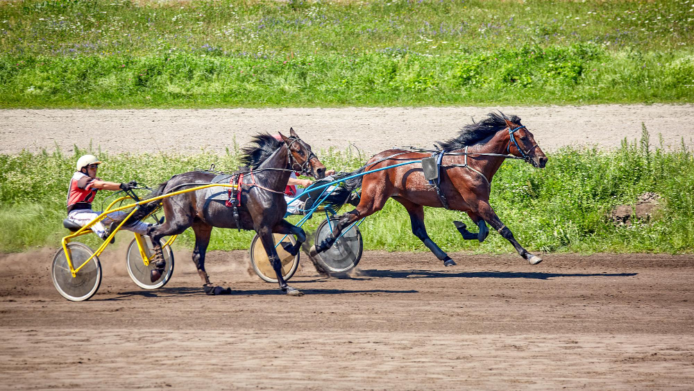 Trot Archives quinté 2014